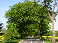 Die Deutsche Alleenstra�e bei Putbus.