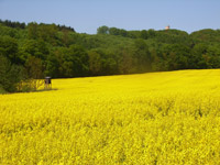 Rapsfeld bei Lancken-Granitz